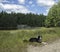 Collie relaxing by a peaceful pond