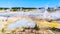 Colloidal Pool and other Geysers in the Porcelain Basin of Norris Geyser Basin area in Yellowstone National Park in WY USA