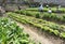 Coloane Macau Oscar Farm Fresh Vegetable Farming Organic Veggie Harvest Macao Nature Green Plants Garden Sunshine Outdoor Oxygen