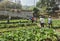 Coloane Macau Oscar Farm Fresh Vegetable Farming Organic Veggie Harvest Macao Nature Green Plants Garden Sunshine Outdoor Oxygen