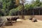 Coloane Macau Oscar Farm Nature Outdoor Hiking Trail Farming Organic Plantation Outdoor Ox Buffalo Macao Cow Bull Cattle Animal