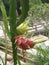 Coloane Nature Macau Oscar Farm Dragon Fruit Tree Organic Pitaya Pitahaya Cactus Tropical Fruits Plant Macao Ready Go Local Tours