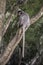 Colobinae also gray Langur eating fruit long tailed monkey on the tree