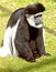 Colobus 1