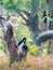 Colobus guereza