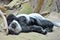 Colobus Monkey