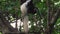 Colobus Monkey in Arusha NP