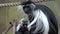Colobus monkey Colobus angolensis mother with baby