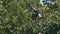 a colobus monkey feeding at arusha national park