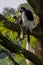 Colobus Monkey plays with Infant on the tree. Colobus guereza .