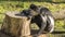 Colobus monkey resting