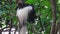 Colobus Monkey on tree