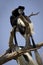 Colobus monkeys