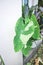 Colocasia or alocasia milky way, Colocasia Milky Way or colocasia variegated