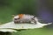 Colocasia coryli larva of nut-tree tussock on a green leaf