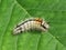 Colocasia coryli larva of nut-tree tussock on a green leaf