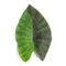 Colocasia esculenta black magic variegated isolated on white background