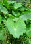 Colocasia Esculenta - Elephant-Ear Plant - Green Leaf with a Large Water Drop in Middle