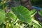 Colocasia esculenta leaves in nature garden