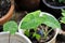 Colocasia esculenta, Lemon Lime Gecko or Colocasia or Colocasia esculenta midori sour or midori sour