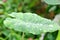 Colocasia esculenta midori sour, Colocasia ,midori sour or Colocasia plant and dew drop