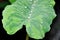 Colocasia esculenta midori sour, Colocasia ,midori sour or Colocasia plant and dew drop