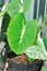 Colocasia esculenta nanciana , Alocasia or  bicolor alocasia or white and green leaf or Nancys Revenge