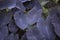 Colocasia esculenta Plant