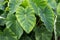 Colocasia esculenta or taro or kalo tropical edible plant leaves