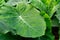 Colocasia esculenta is a tropical plant grown primarily for edible corms,a root vegetable most commonly known as taro, kalo,