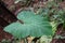 Colocasia gigantea With water drop