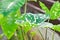 Colocasia Hilo Beauty, Alocasia Hilo or Caladium Hilo Beauty or caladium bicolor or bicolor