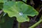 Colocasia leaf