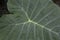 The Colocasia leaf elephant-ear taro cocoyam dasheen Fresh