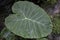 The Colocasia leaf elephant-ear taro cocoyam dasheen Fresh