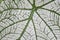 Colocasia leaf texture