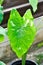 Colocasia midori sour, caladium bicolor or bicolor Colocasia