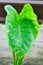 Colocasia midori sour, caladium bicolor or bicolor Colocasia or Colocasia Elepaio