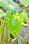 Colocasia midori sour, caladium bicolor or bicolor Colocasia or Colocasia Elepaio