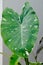 Colocasia Milky Way, Colocasia Milky Way Variegated, Colocasia Variegata, variegated tree