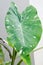 Colocasia Milky Way, Colocasia Milky Way Variegated, Colocasia Variegata, variegated tree