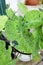 Colocasia Mojito , mohito or Colocasia esculenta Mojito or elephant ears plant or bicolor colocasia or black and green leaf or