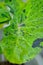 Colocasia Mojito , mohito or Colocasia esculenta Mojito or elephant ears plant or bicolor colocasia or black and green leaf or