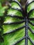 Colocasia pharoah`s mask