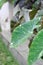 Colocasia White Lava or Colocasia variegated
