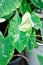 Colocasia White Lava or Colocasia variegated