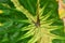 Colocasia white lava leaf background
