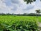 COLOCOSIA ESCULENTA TREES,CORN  FIELDS, FAR AWAY WOODEN TREES, CLOUDY  SKY