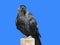 Coloeus monedula Jackdaw here sitting on a pole, against a sky-blue background