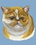 Coloful Exotic Shorthair Cat